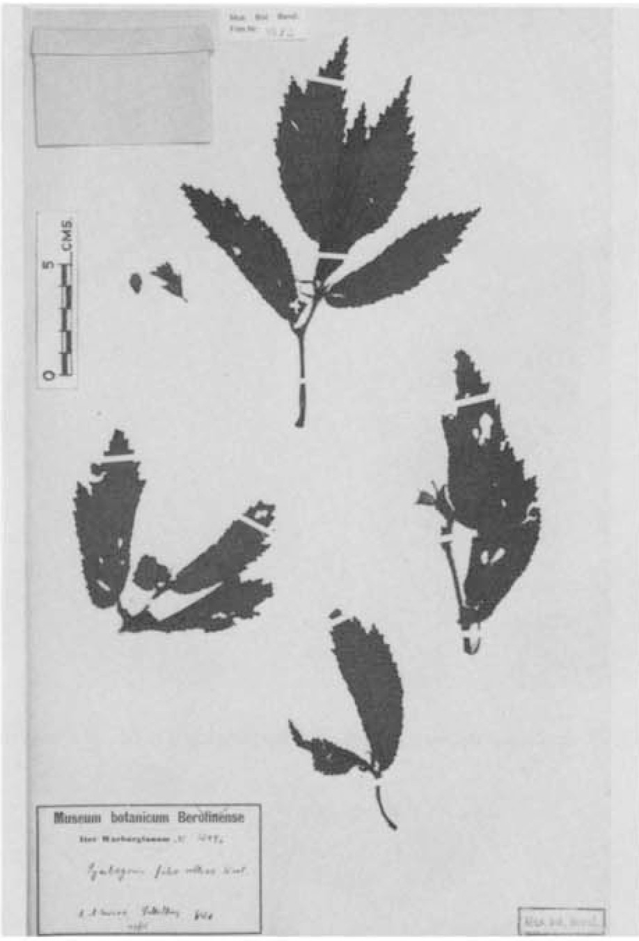 S. fulvo-villosa